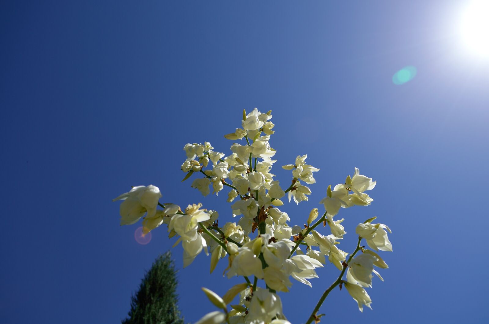 Nikon D5100 sample photo. Flowers, white, summer photography