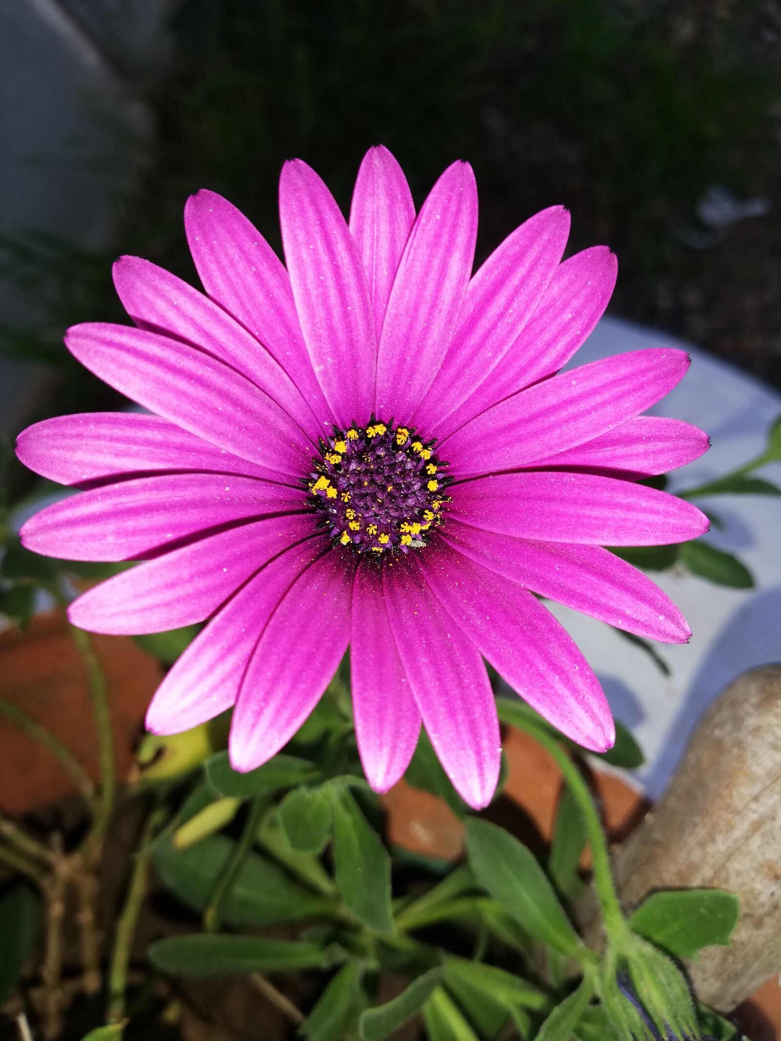 HUAWEI P20 lite sample photo. Flower, bug, flora photography