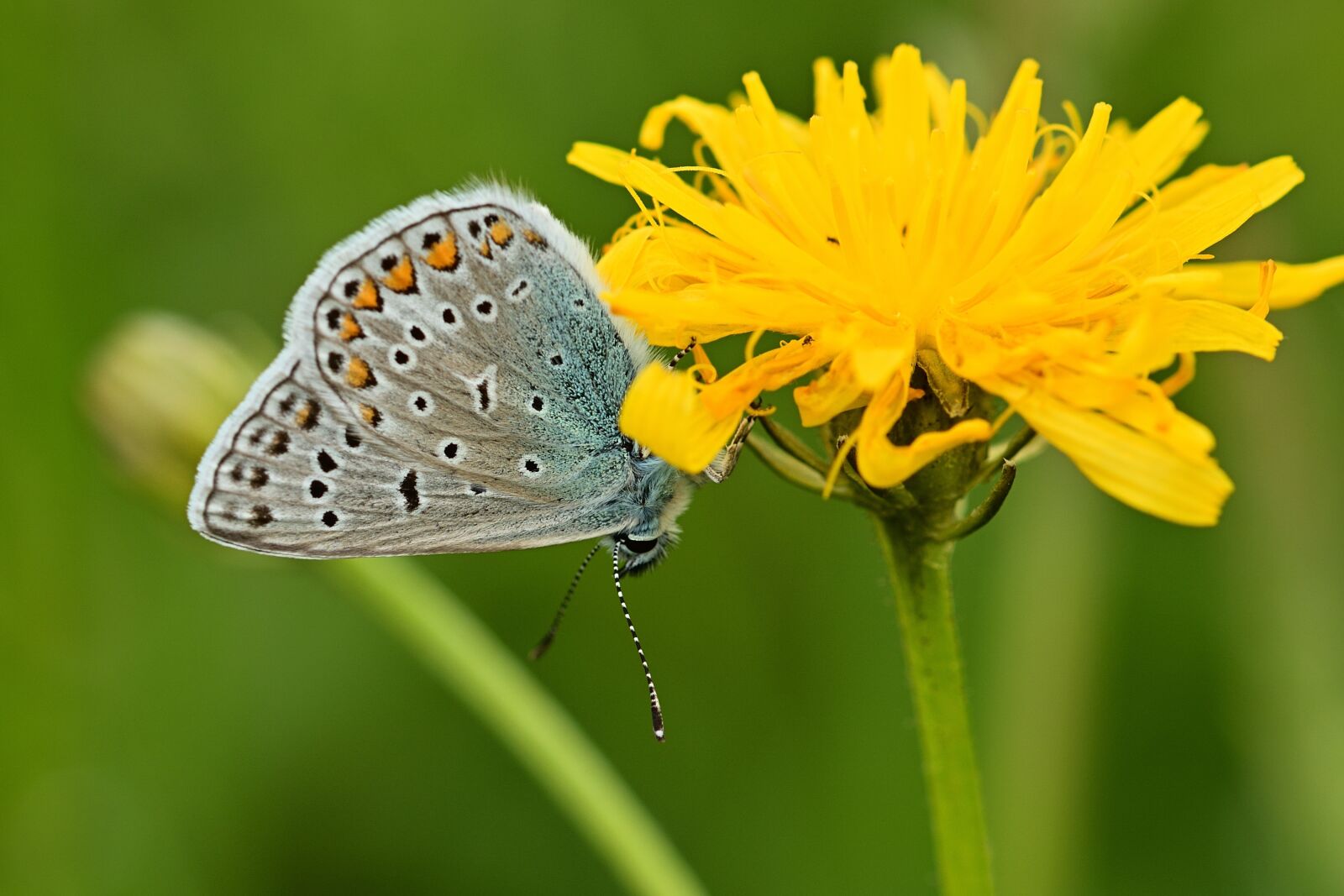 Nikon D5200 sample photo. Butterfly, hauhechel blue, butterflies photography