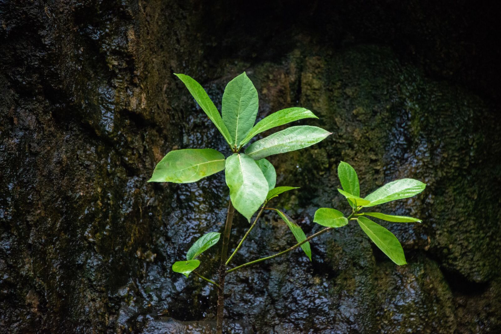 Nikon D800 sample photo. Plant, leaves, foliage photography