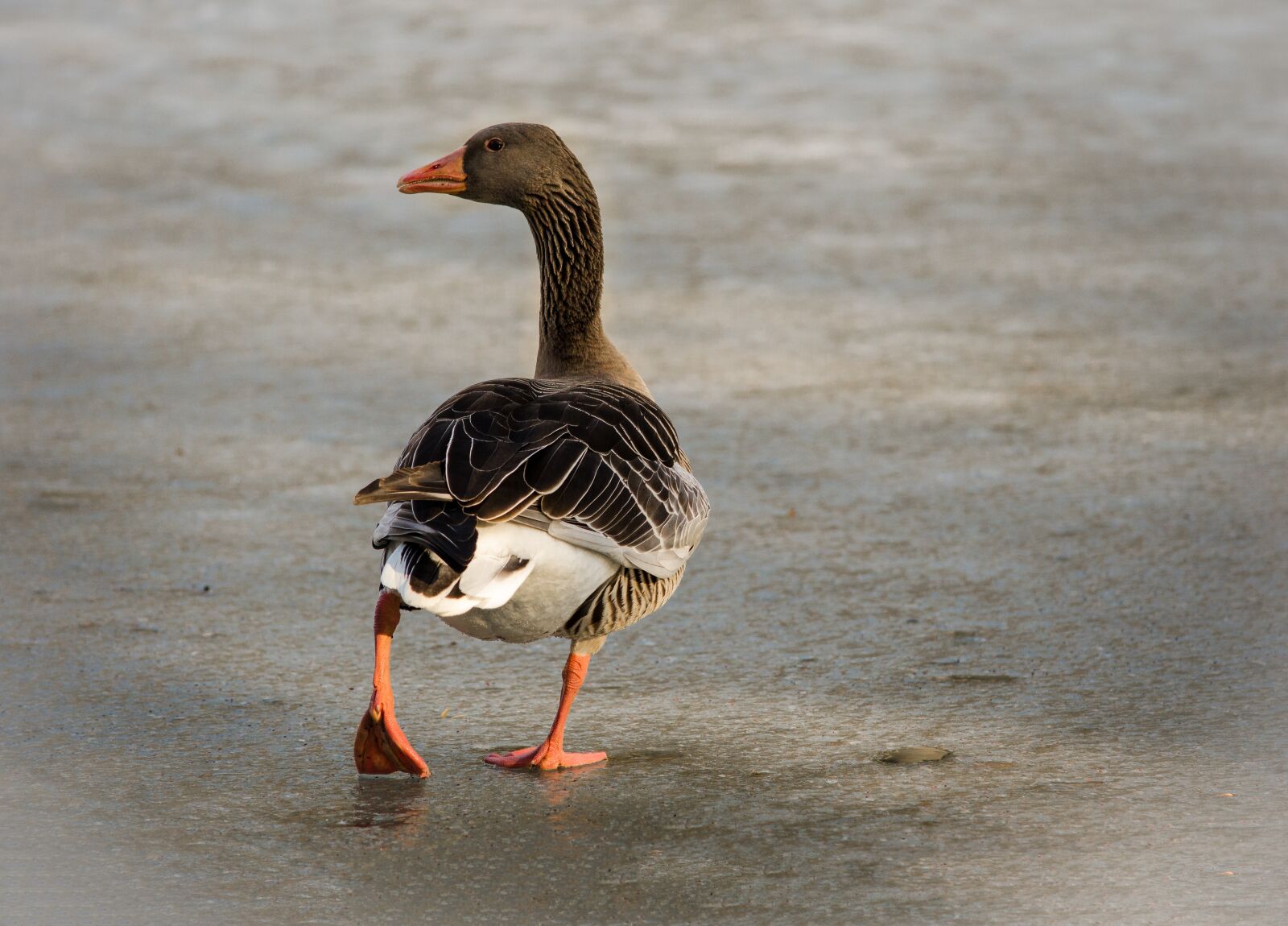 Nikon D5100 sample photo. Greylag goose, feather, water photography