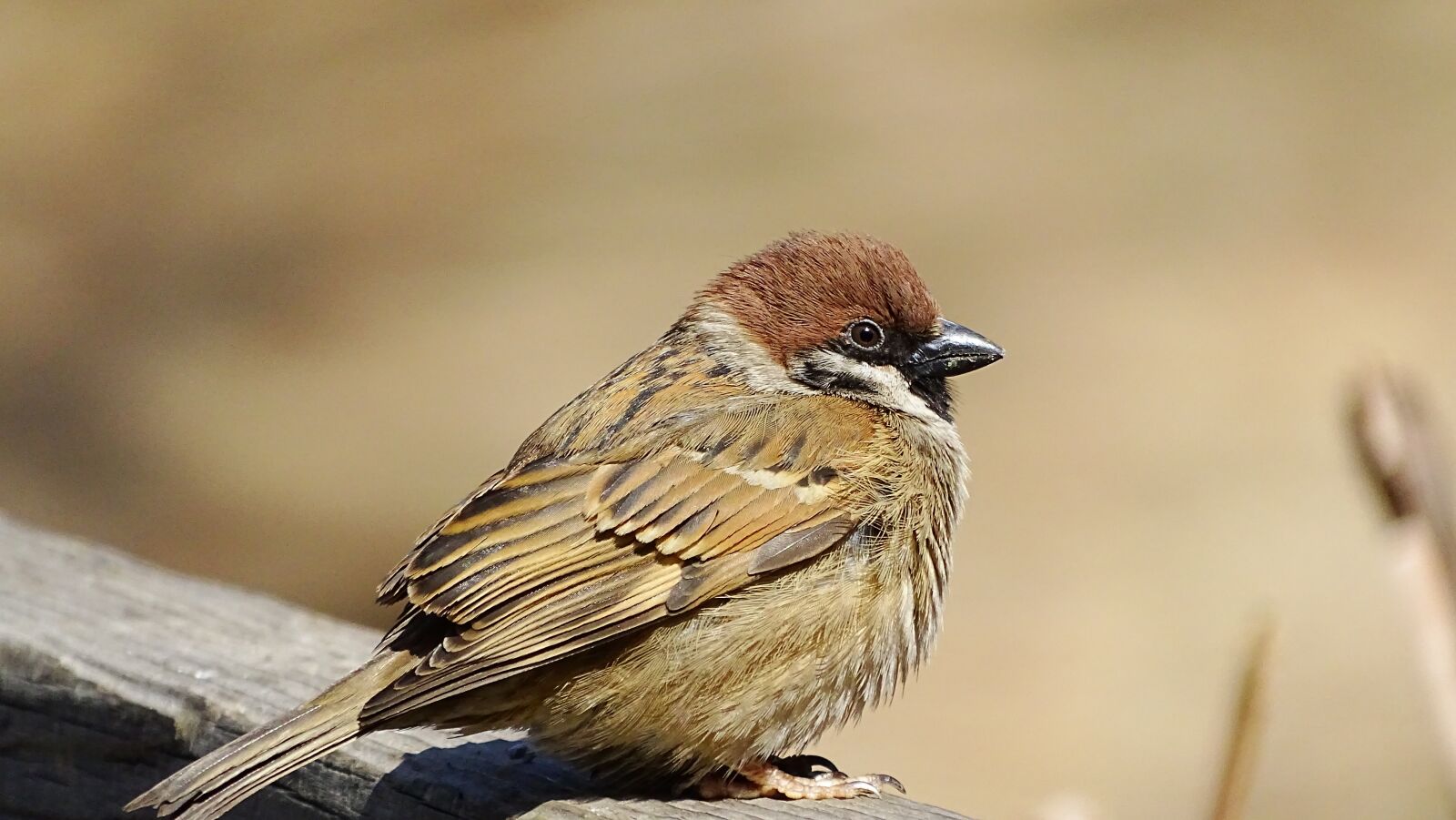 Sony Cyber-shot DSC-HX400V sample photo. New, wildlife, nature photography