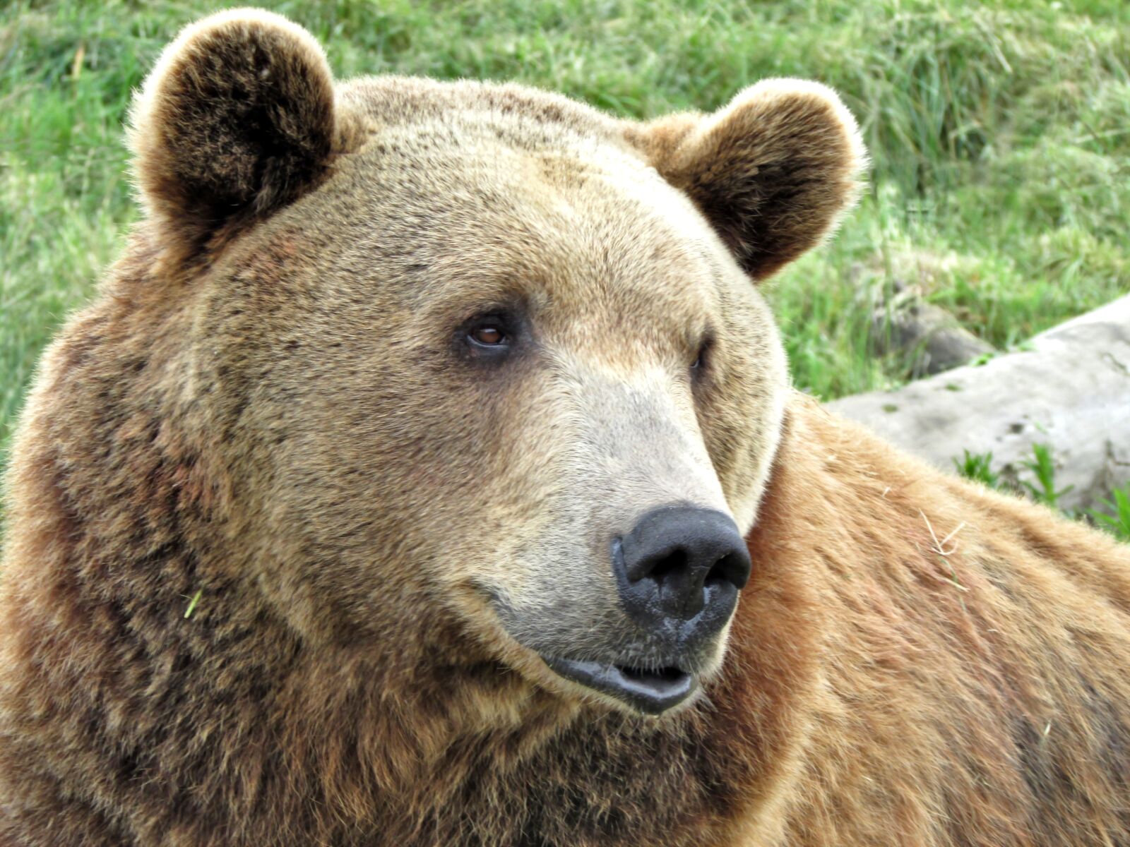 Canon PowerShot SX500 IS sample photo. Grizzly bear, bear, grizzly photography