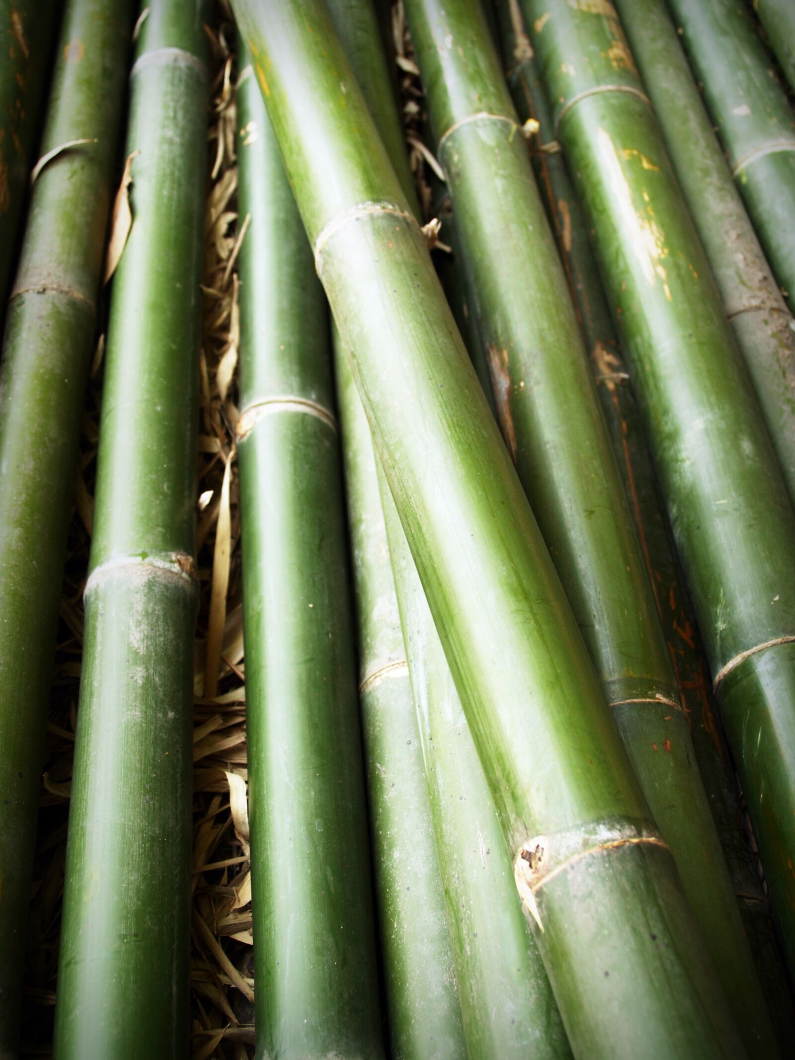 Olympus E-300 (EVOLT E-300) sample photo. Background, bamboo, close, up photography