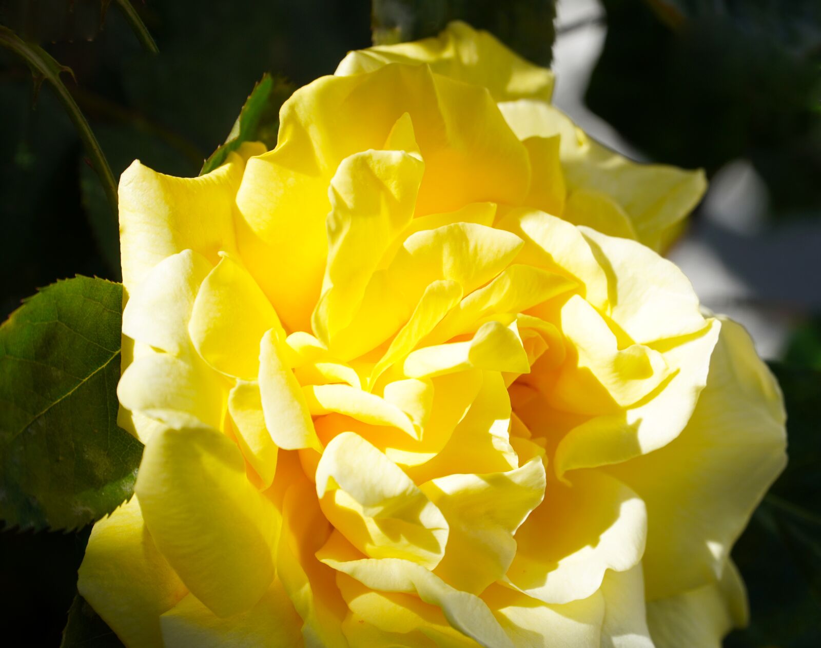 Sony a6400 sample photo. Rose, yellow, flower photography
