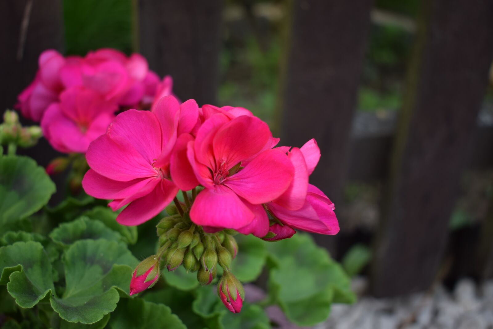 Nikon D5300 sample photo. Flowers, green, pink photography