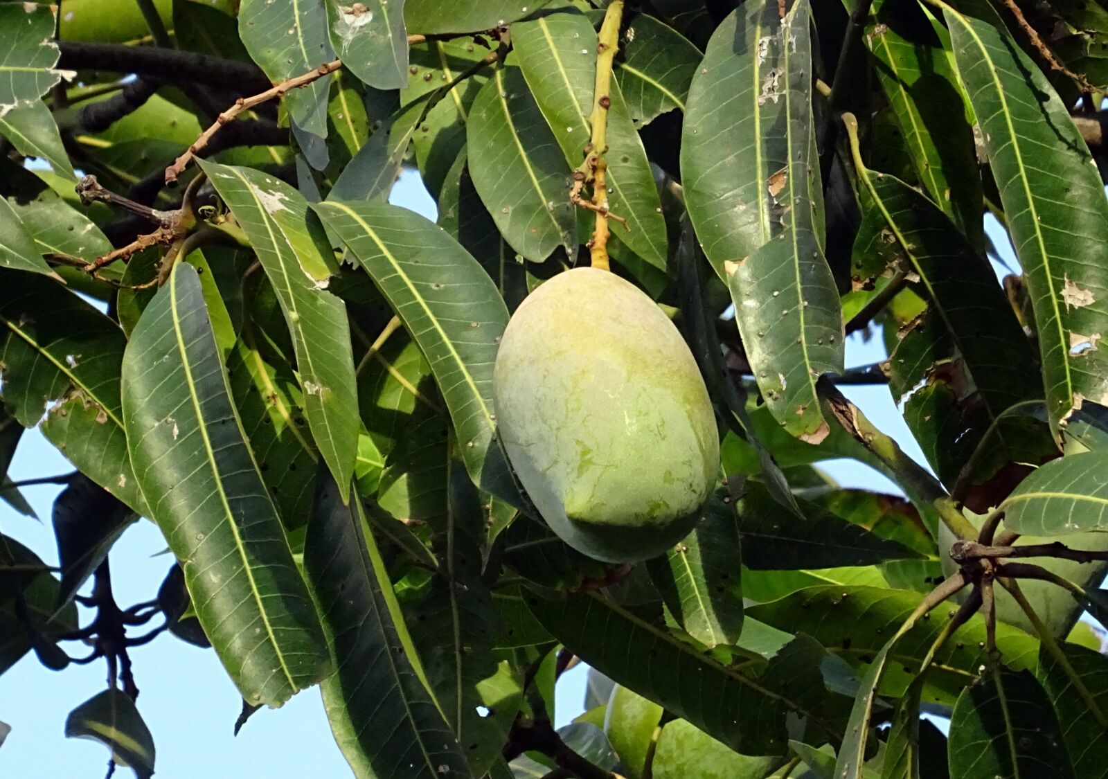 Sony DSC-HX60V sample photo. Mango, fruit, mangifera indica photography