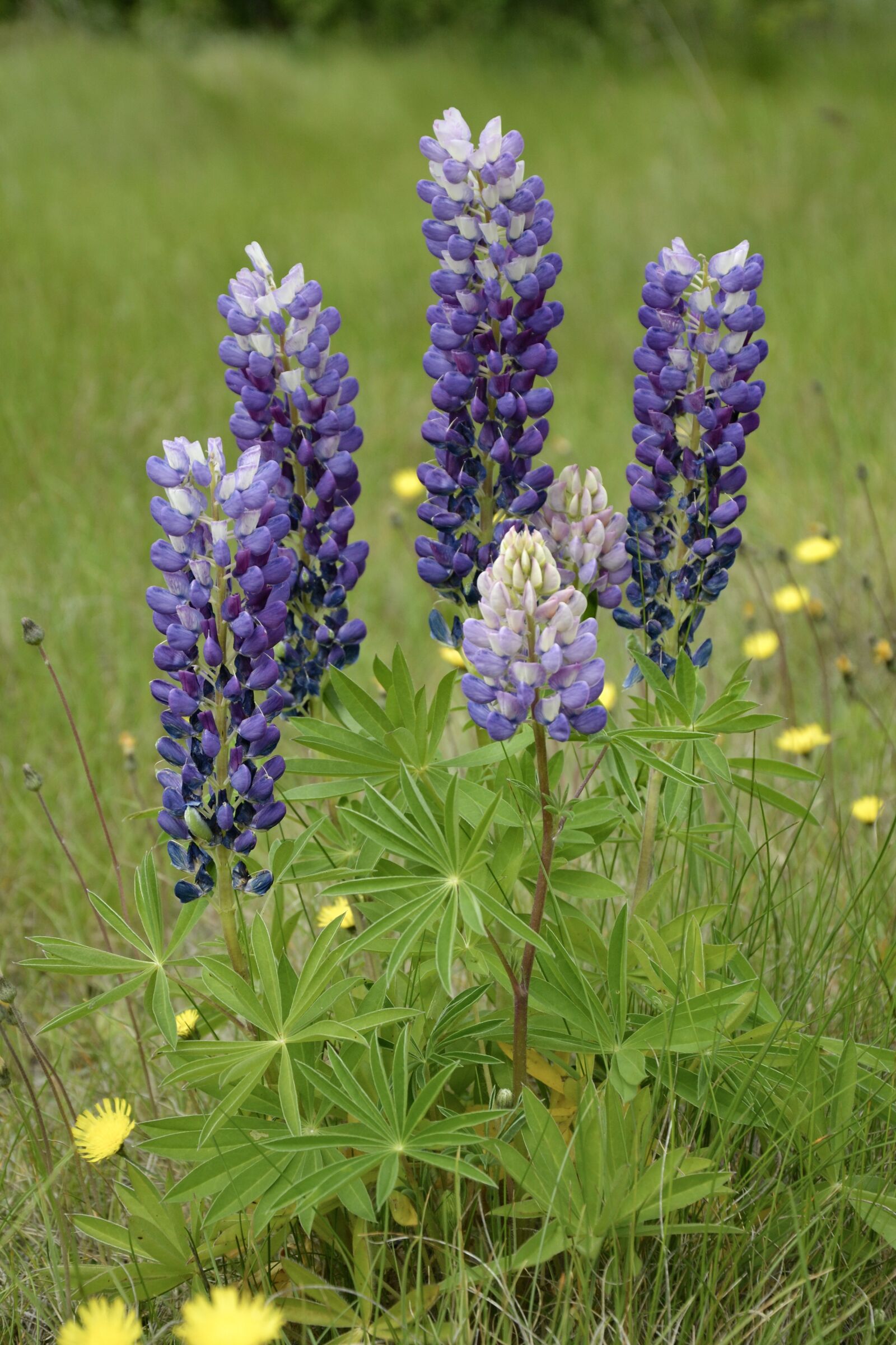 Nikon D3100 sample photo. Field, lupins, new zealand photography