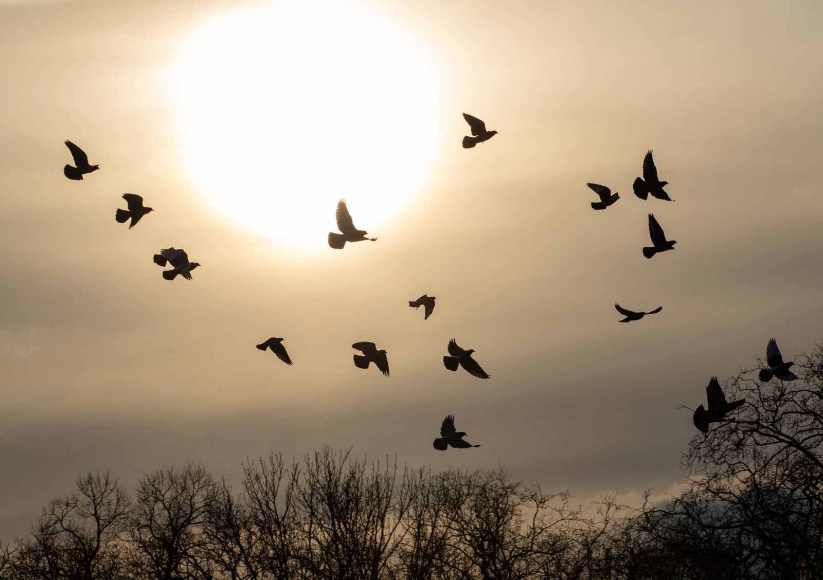 Canon EOS 7D Mark II + Canon EF 70-200mm F4L USM sample photo. Feral pigeons, silhouette, sunset photography
