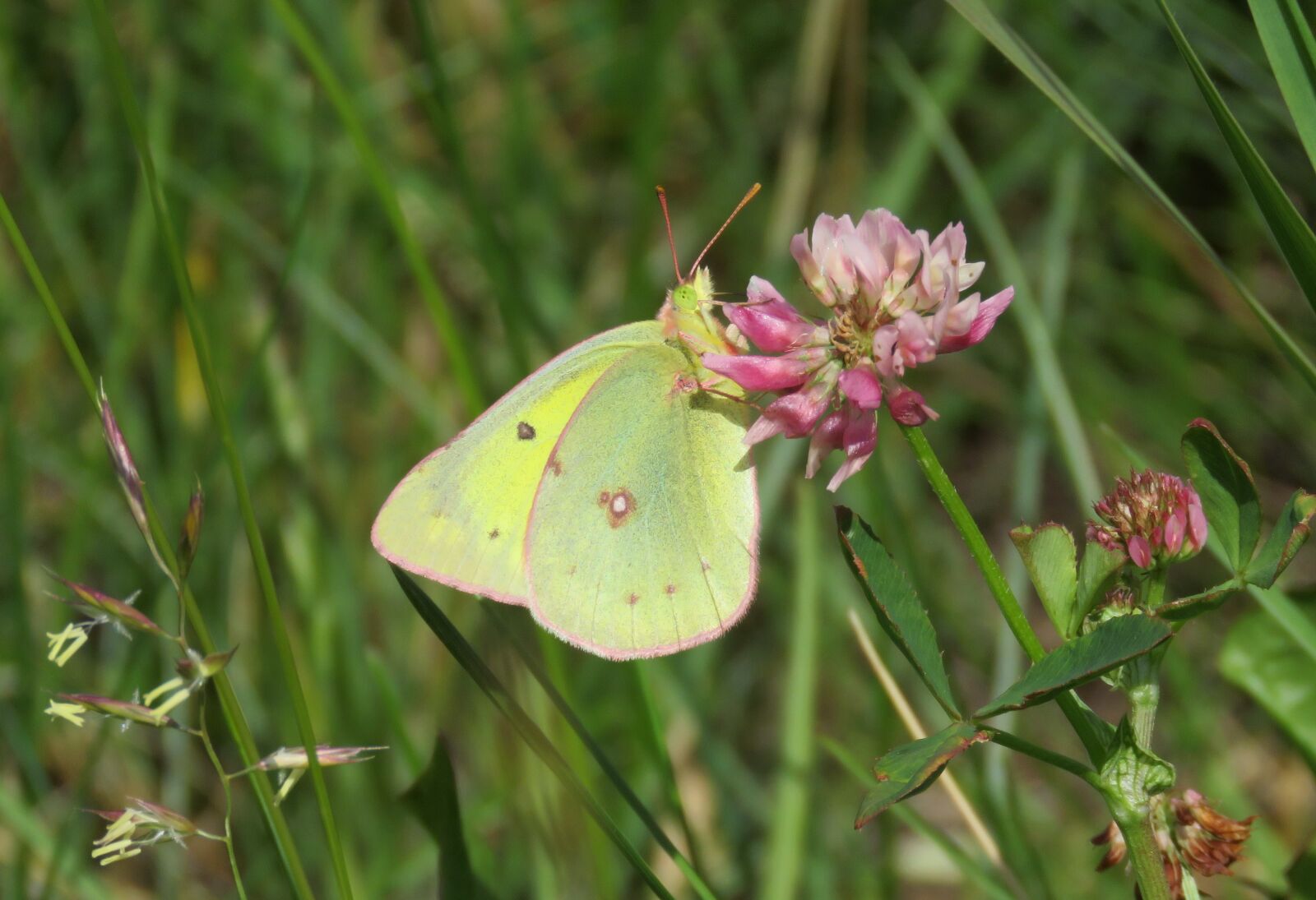 Canon PowerShot SX60 HS sample photo. Yellow butterfly, butterfly, summer photography