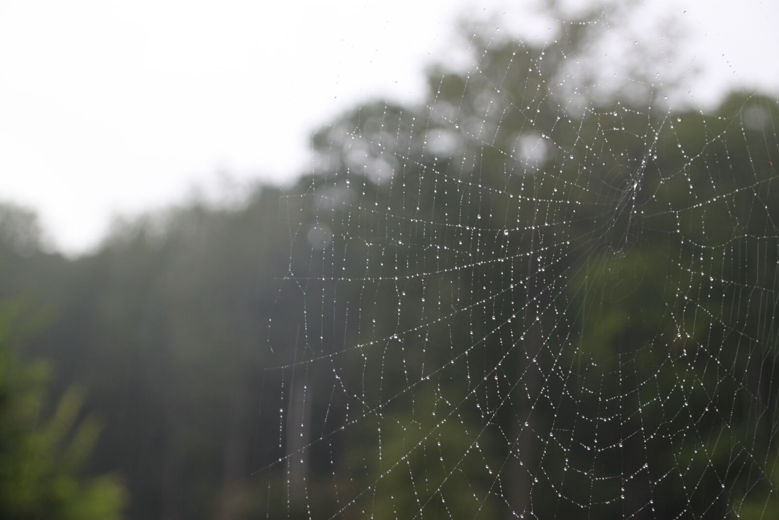 Canon EOS 500D (EOS Rebel T1i / EOS Kiss X3) sample photo. Mist, nature, fog photography