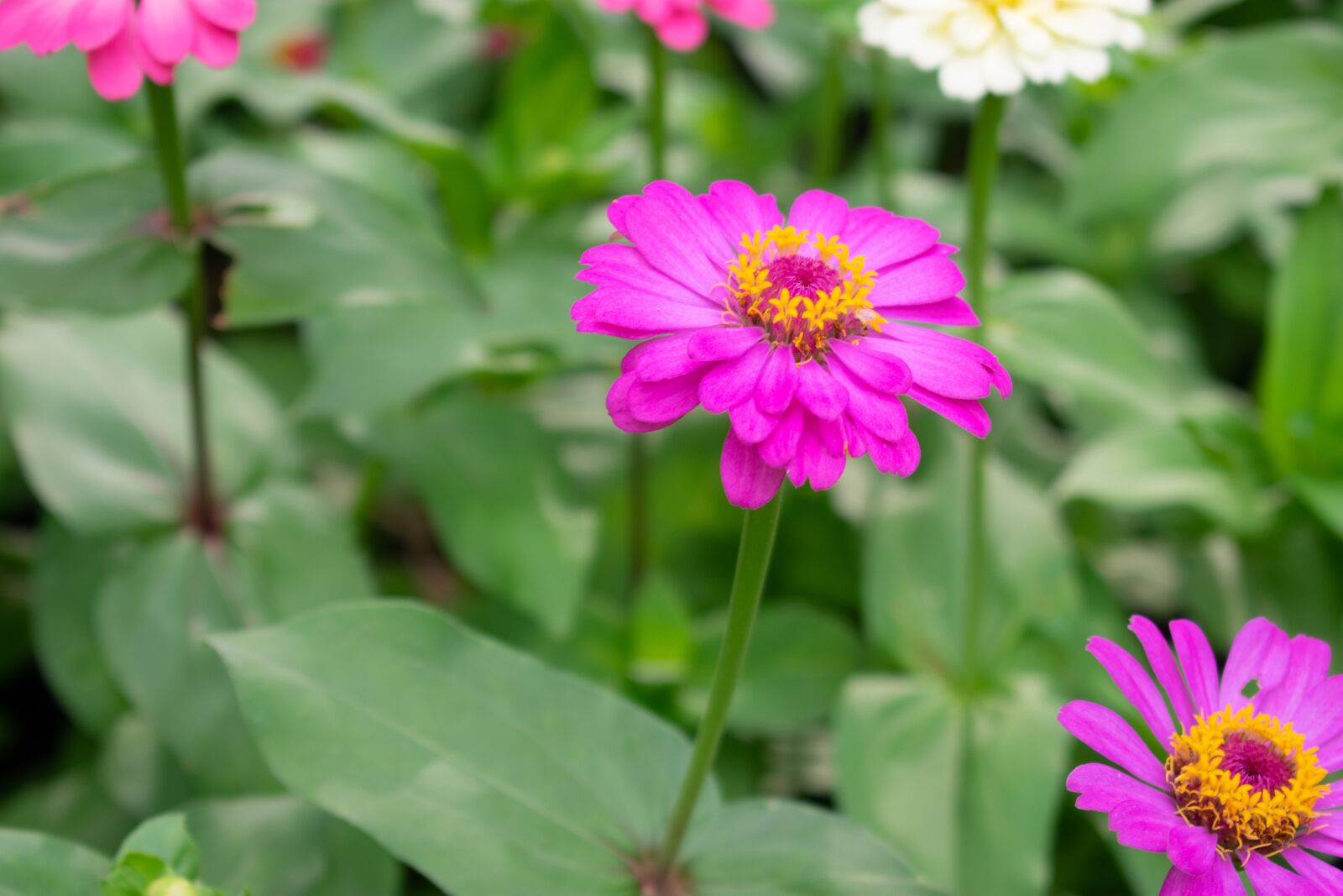 Nikon D3400 sample photo. Flowers, nature, green photography