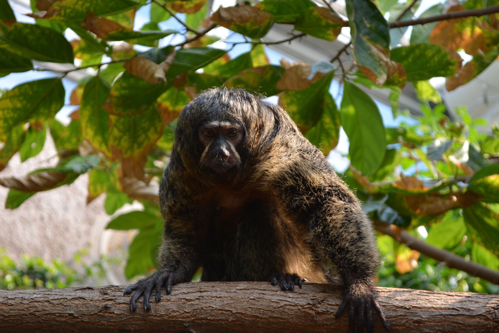 Nikon D5200 sample photo. Monkey, nature, funny photography