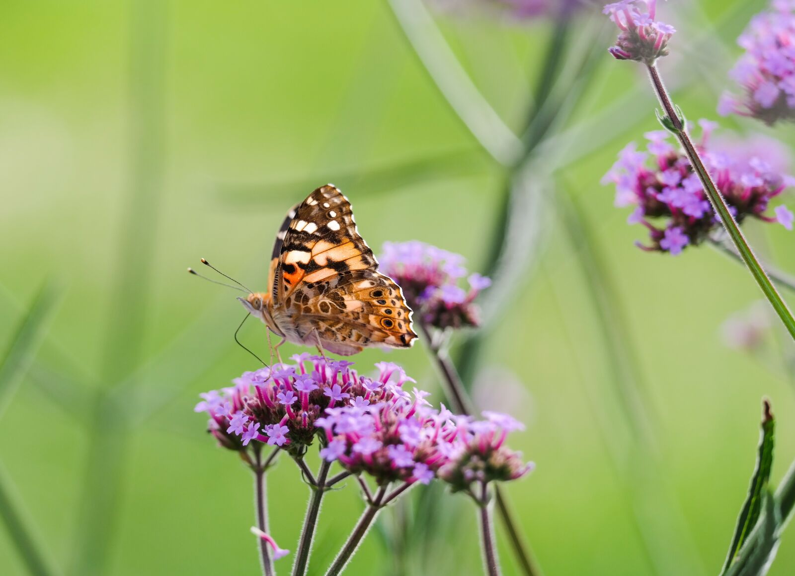 Samsung NX300 sample photo. Butterfly, vanessa cardui, butterflies photography