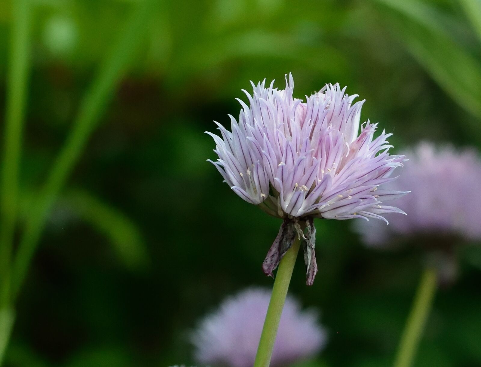 Nikon D3300 sample photo. Chives, blossom, bloom photography