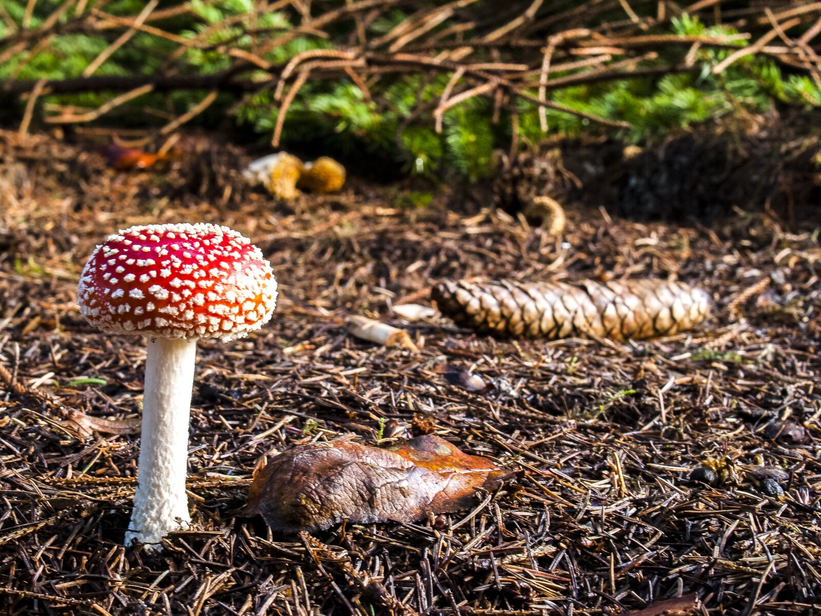 Olympus E-3 sample photo. Mushroom, fly agaric, autumn photography