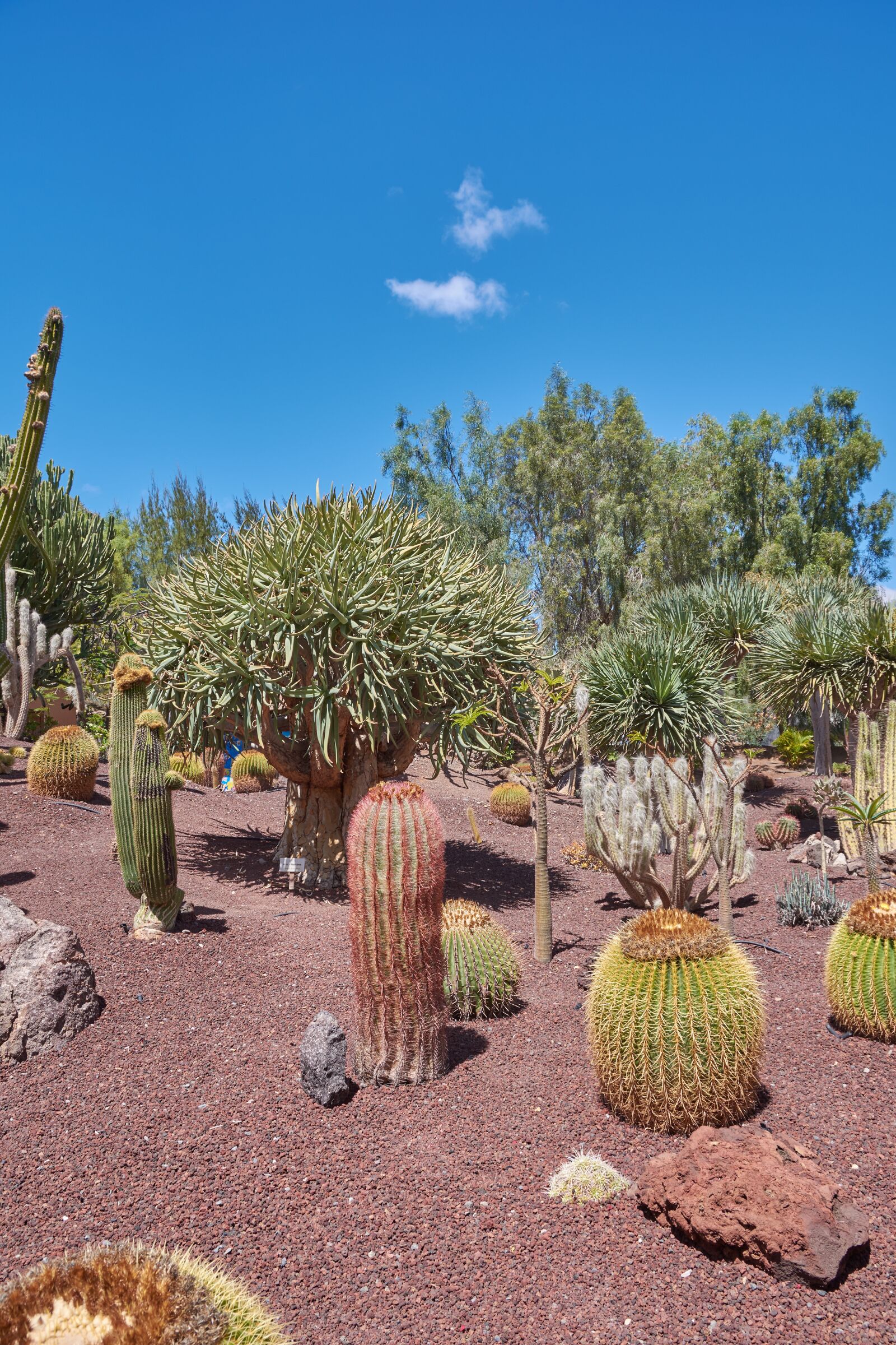 Nikon D7200 sample photo. Cactus, sky, wölken photography
