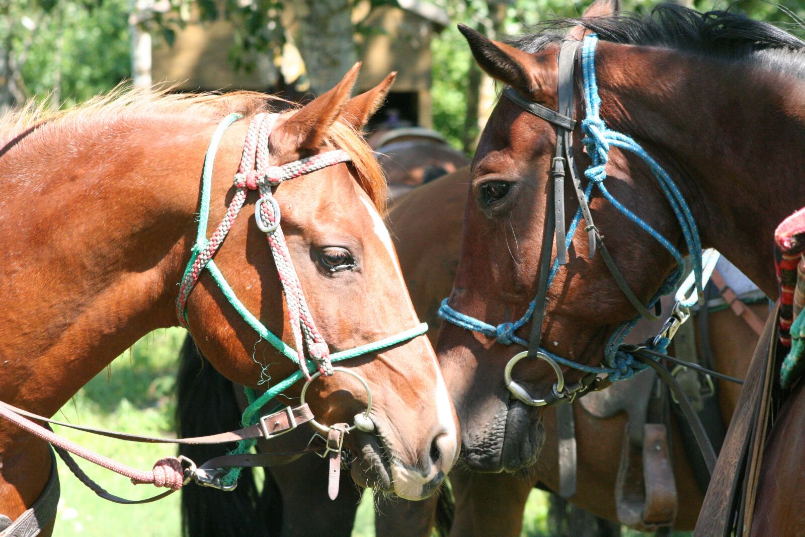 Canon EOS 350D (EOS Digital Rebel XT / EOS Kiss Digital N) sample photo. Horse, tack, lead rope photography
