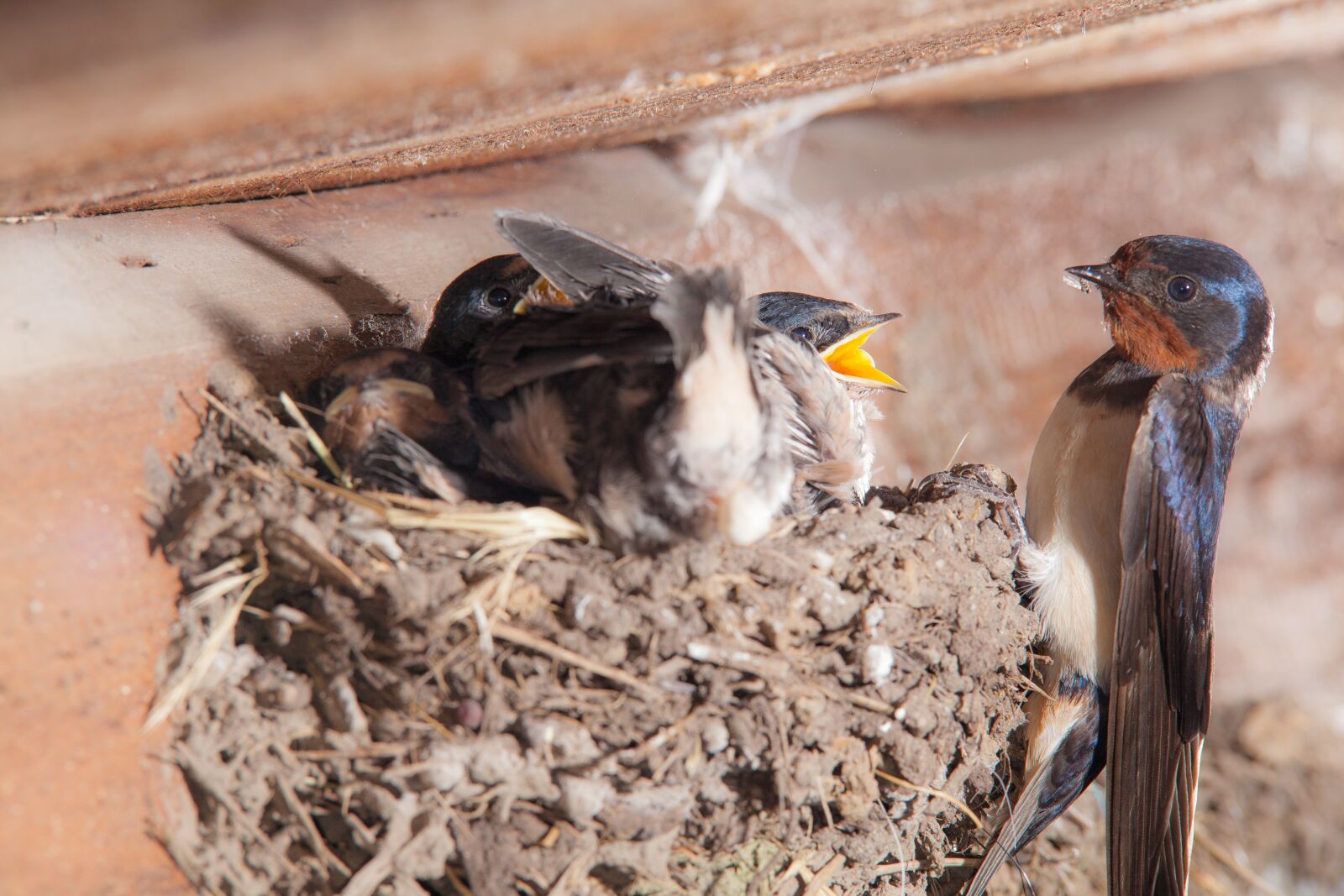 Canon EOS 5D Mark II sample photo. Schwalbe, nest, young birds photography