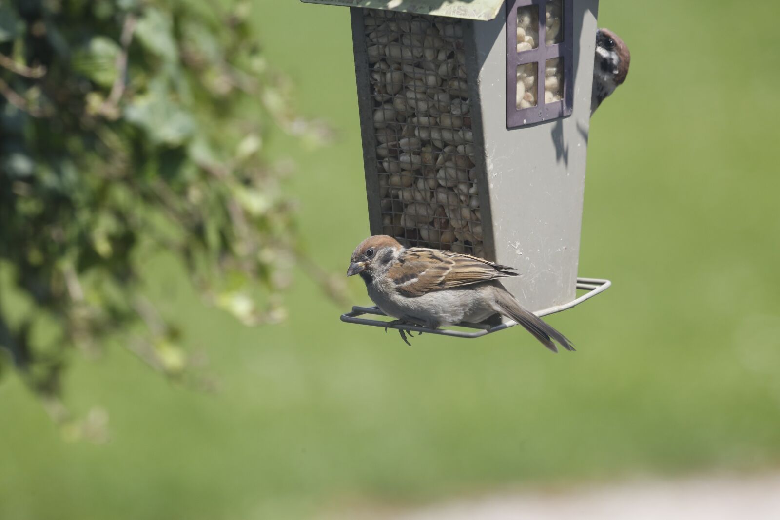 Canon EF 100-400mm F4.5-5.6L IS USM sample photo. Sparrow, sperling, bird photography