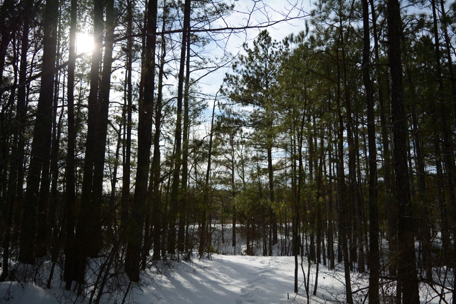 Nikon D7100 sample photo. Forest, sunlight, snow photography
