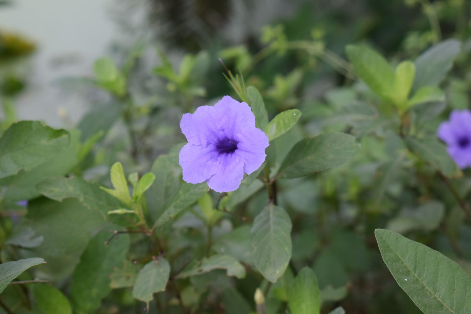 Nikon D5300 sample photo. Flower, nice, beautiful photography