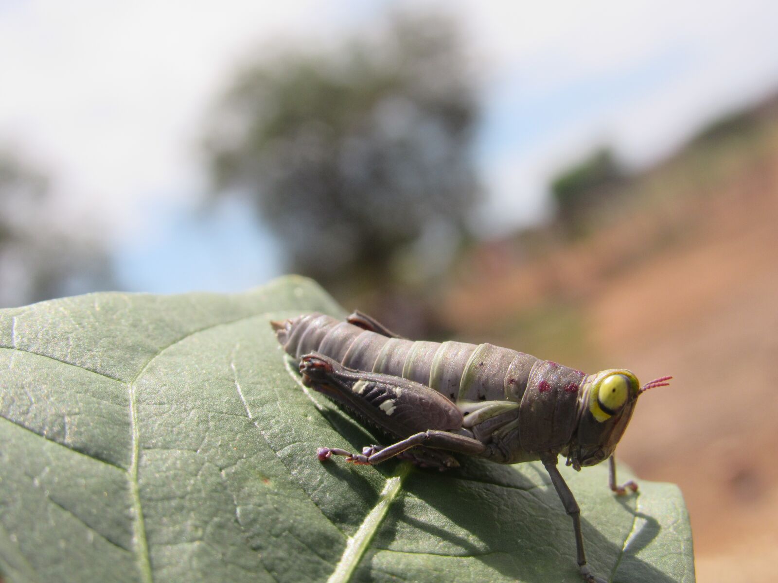 Canon PowerShot SX530 HS sample photo. Grasshopper, insect, green photography