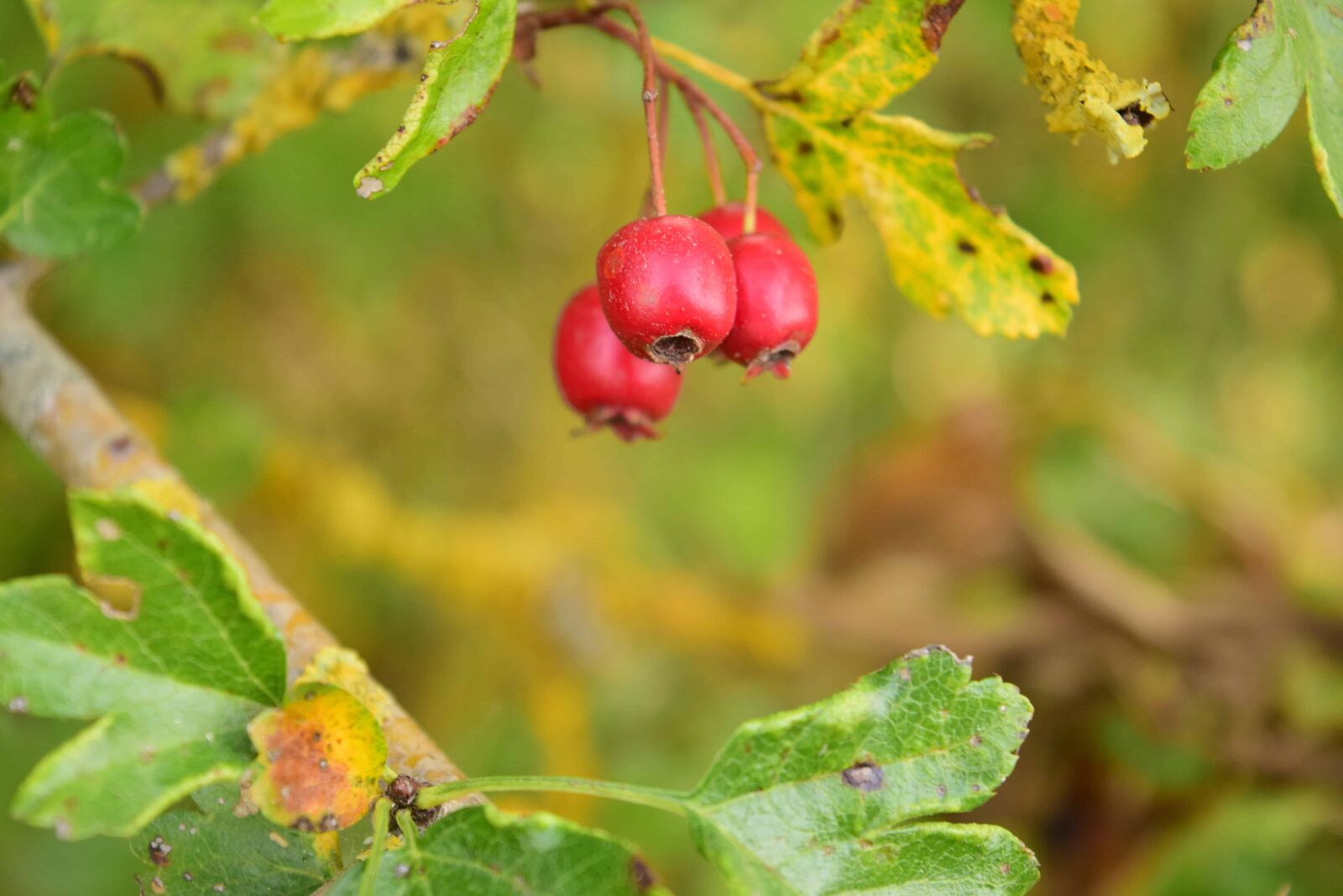 Nikon D3300 sample photo. Flora, fruit, nature, leaf photography