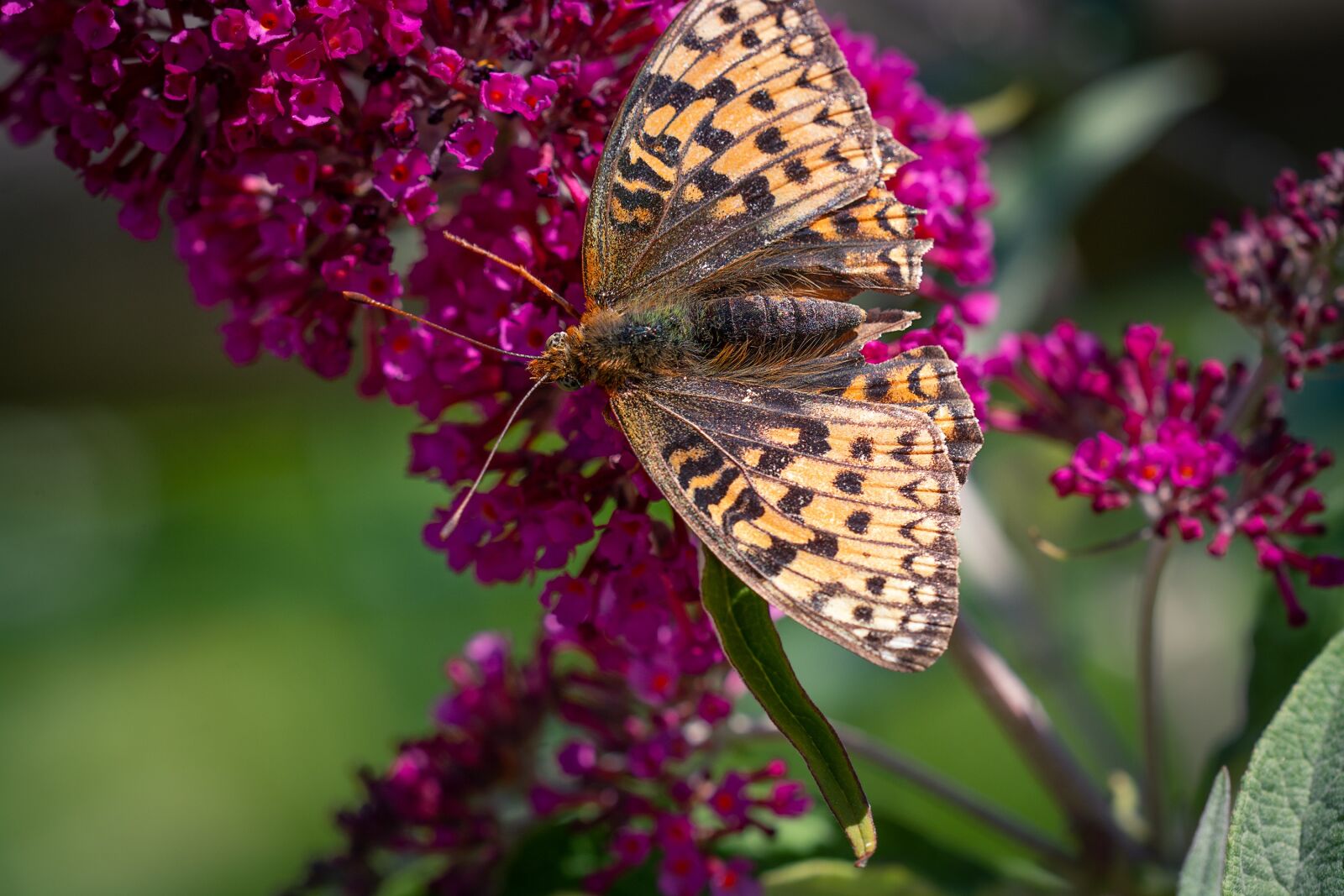 Nikon D7100 sample photo. Butterfly, fritillary, insect photography