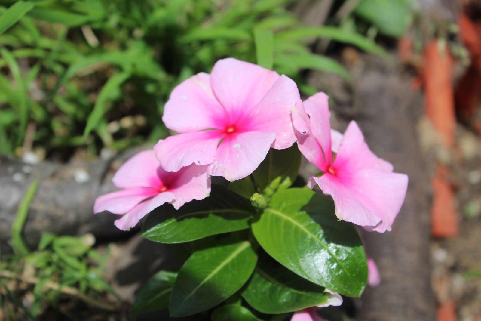 Canon EF-S 18-55mm F3.5-5.6 IS II sample photo. Flowers, planted, purple photography