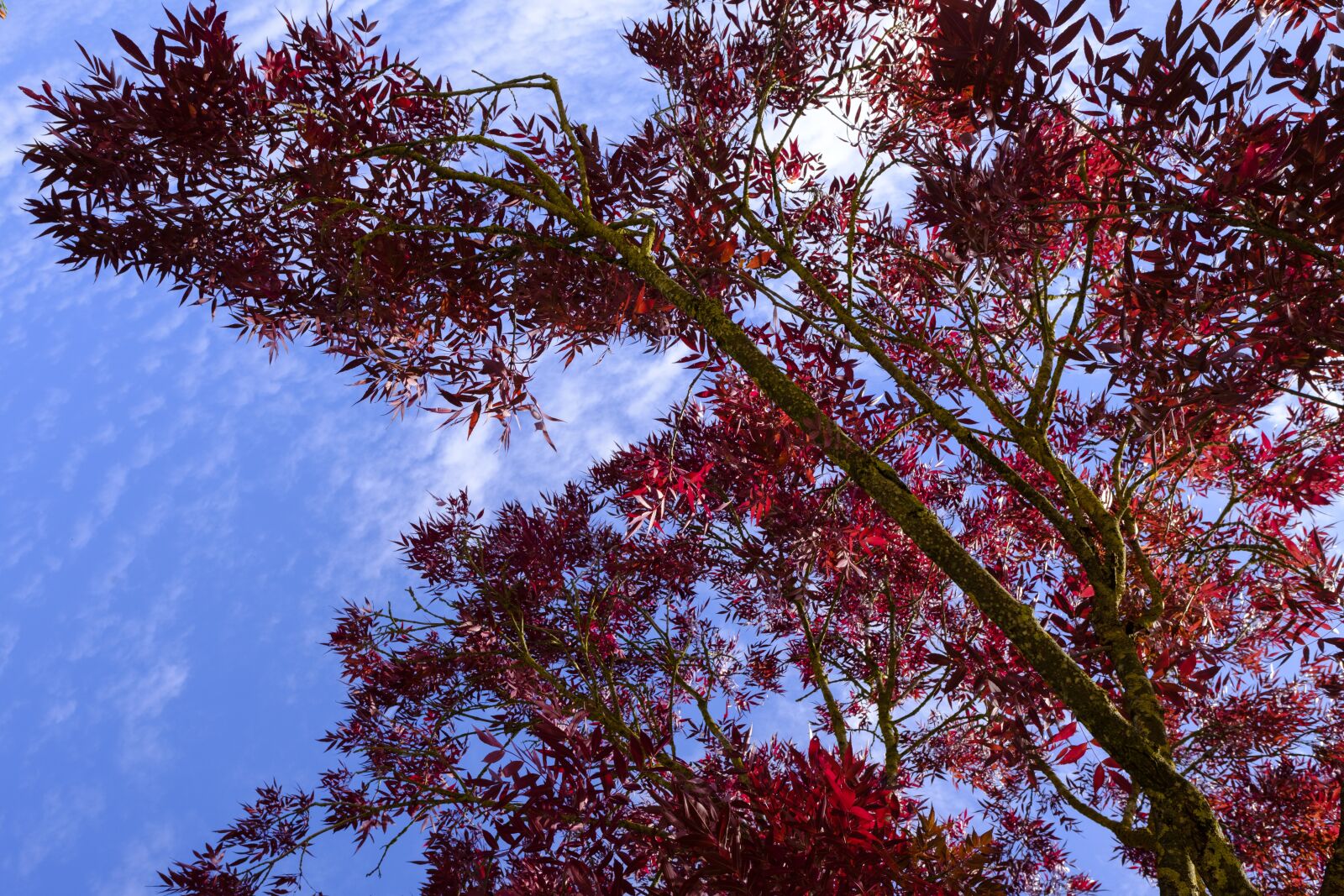 Fujifilm X-T2 + Fujifilm XF 16mm F1.4 R WR sample photo. Tree, leaves, branch photography