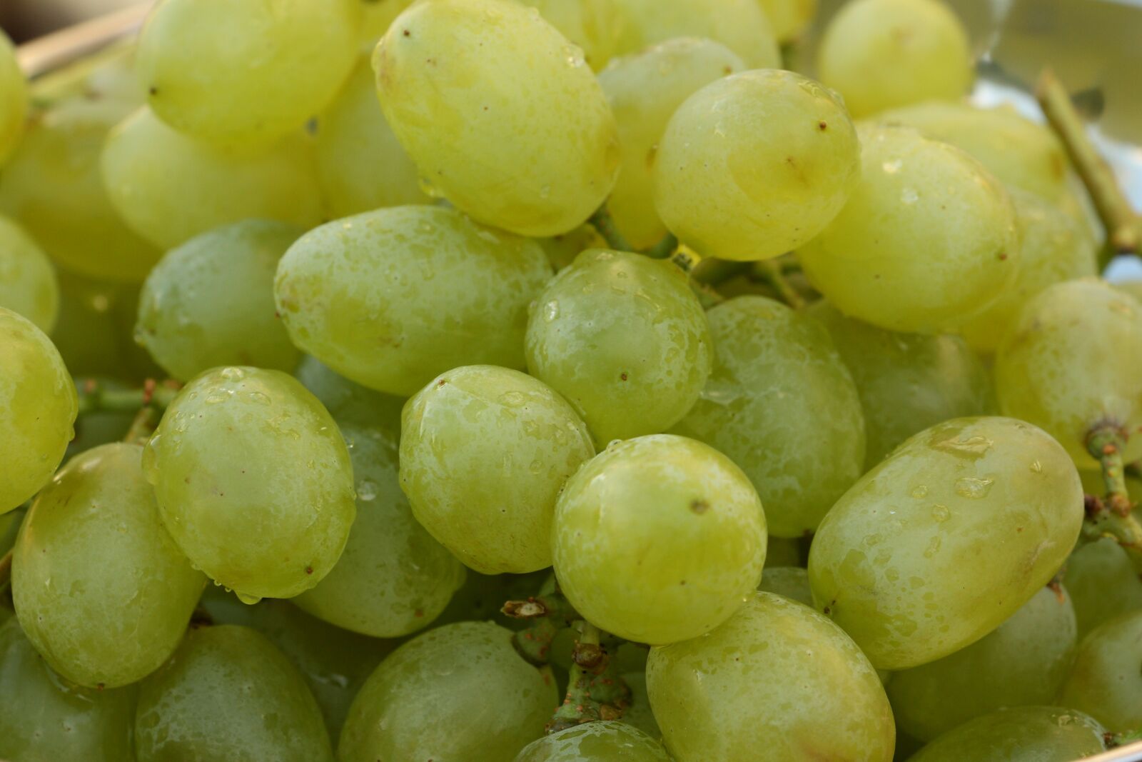 Canon EOS 450D (EOS Rebel XSi / EOS Kiss X2) sample photo. Grapes, fruits, fruit photography