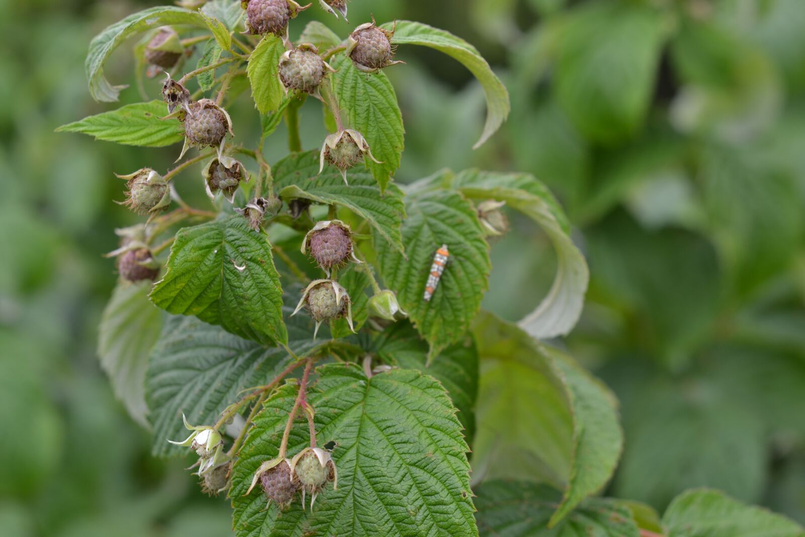 Nikon D3100 sample photo. Plant, raspberry, buds photography