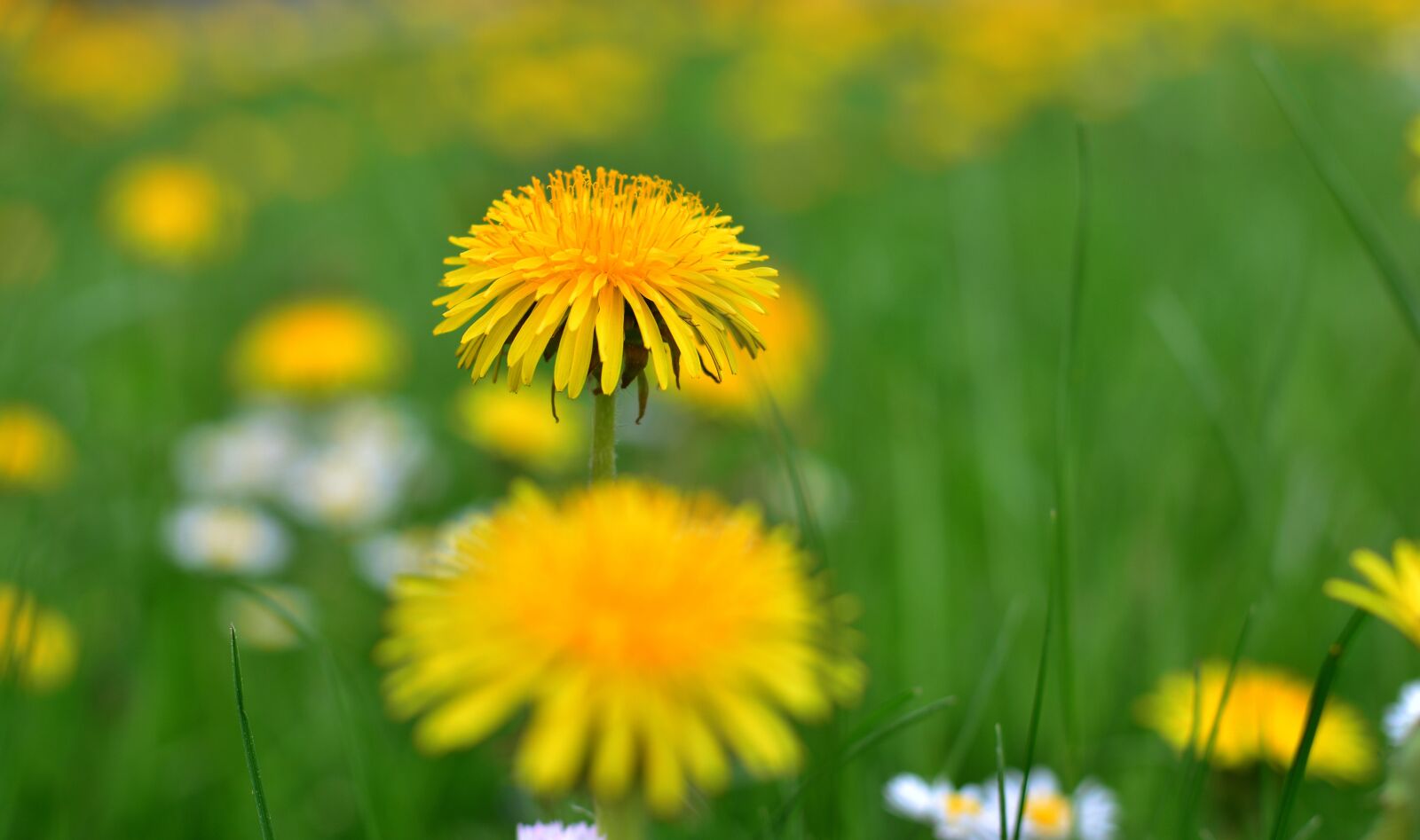 Nikon D5200 sample photo. Dandelion, sprinkle, pollen photography