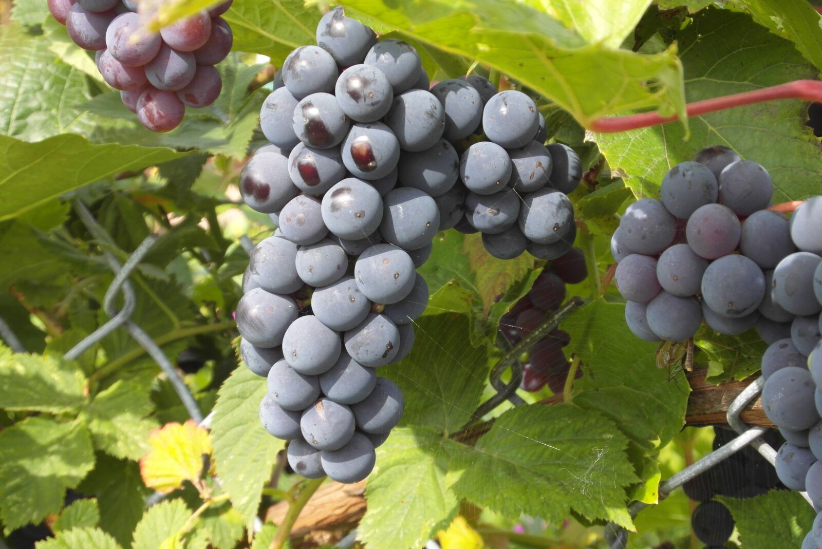 Samsung WB750 sample photo. Grapes, garden, fruit photography