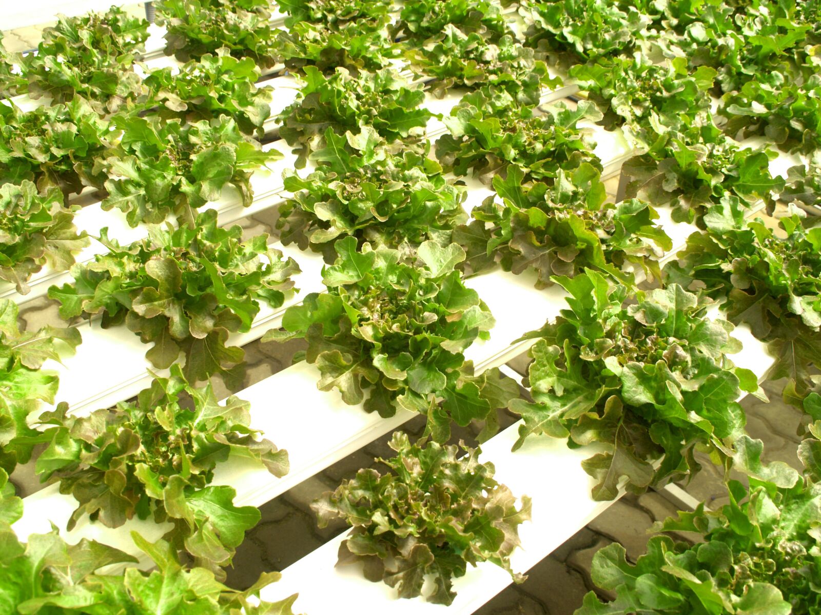 Olympus E-300 (EVOLT E-300) sample photo. Farm, market, hydroponic photography