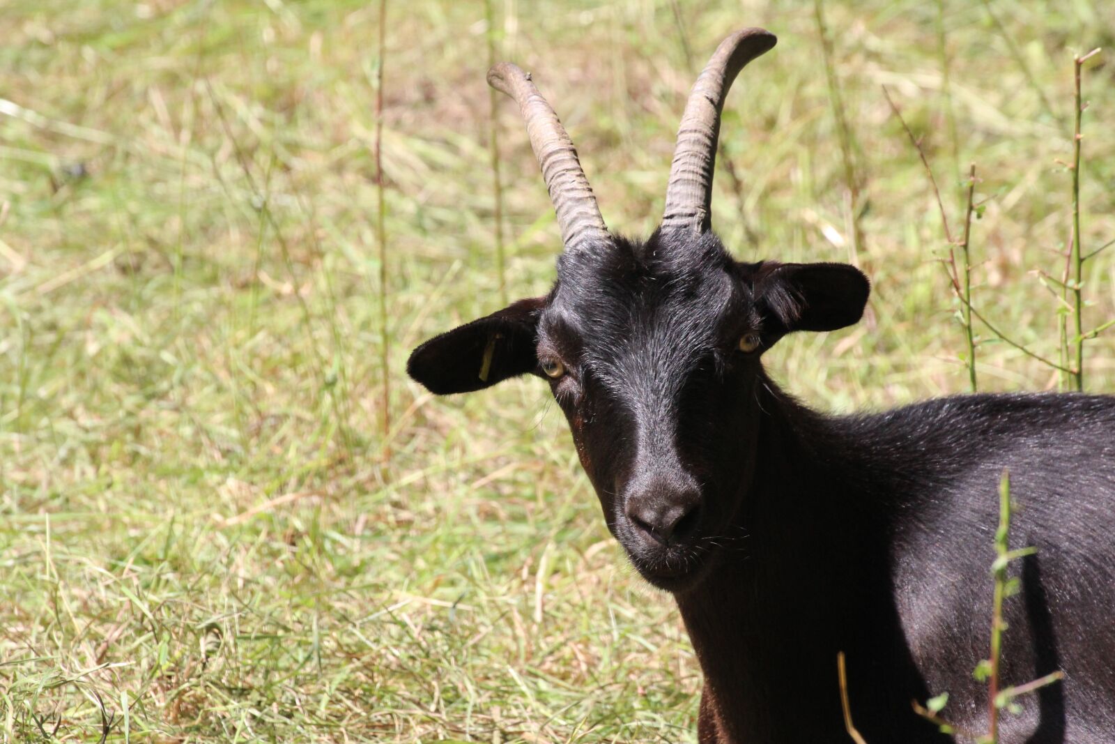 Canon EOS 1200D (EOS Rebel T5 / EOS Kiss X70 / EOS Hi) sample photo. Goat, black, horns photography