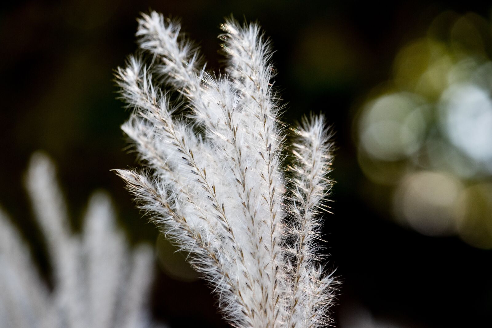 Canon EF-S 55-250mm F4-5.6 IS STM sample photo. Grasses, plant, nature photography