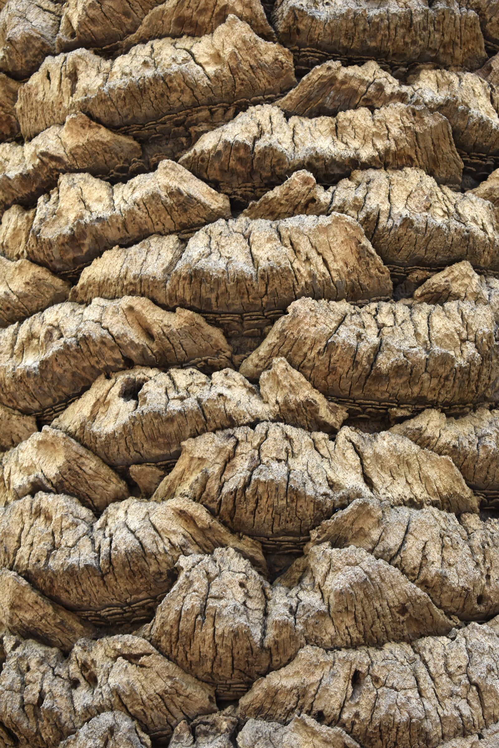 Nikon D3400 sample photo. Texture, tree, trunk photography