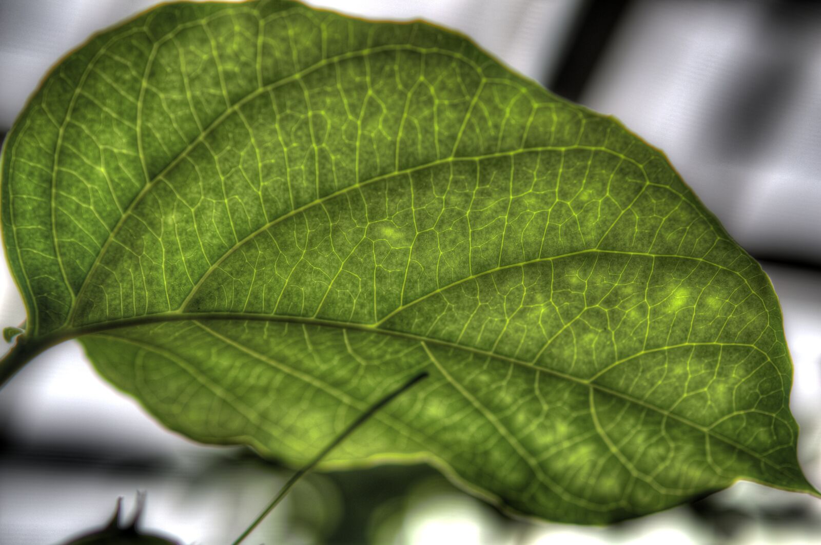 Nikon D7000 sample photo. Leaf, green, plant photography