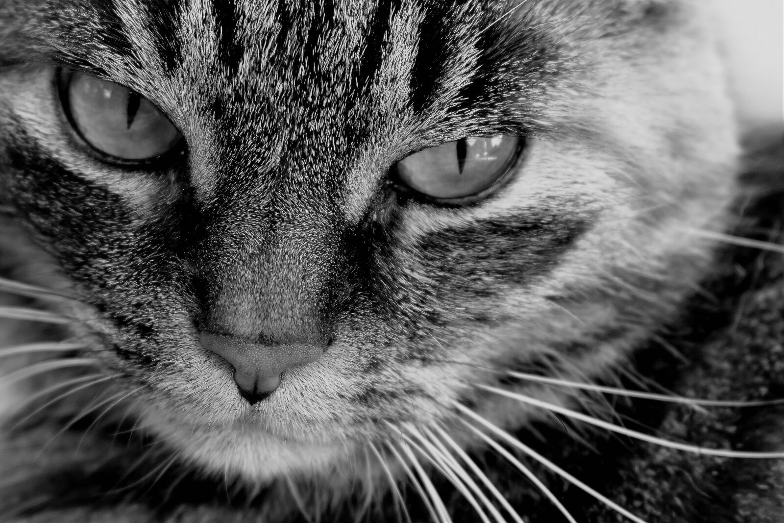 Nikon D5500 sample photo. Cat, animal, black and photography