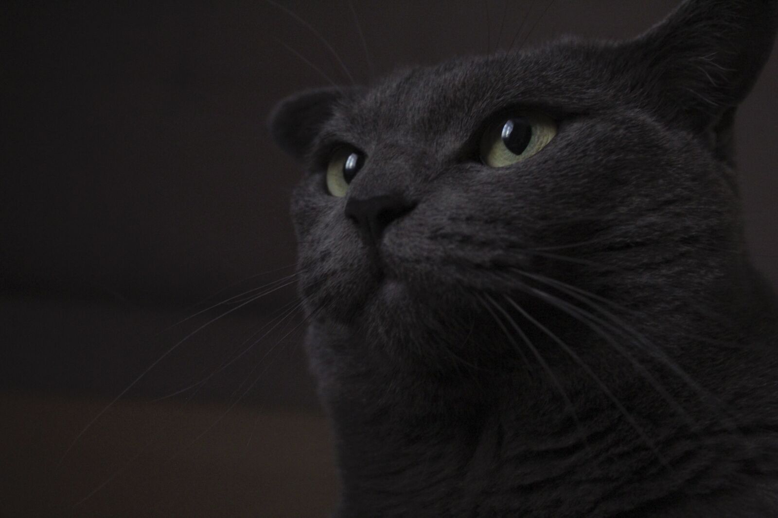 Canon EOS 4000D (EOS Rebel T100 / EOS 3000D) sample photo. Cat, animals, feline photography