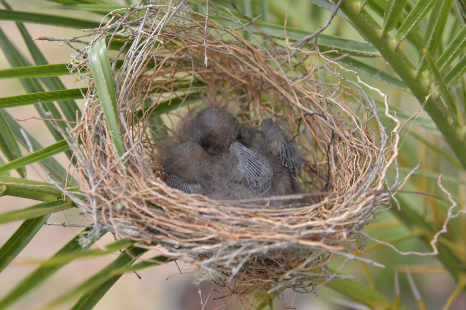 Nikon D7100 sample photo. Nest, bird, nature photography