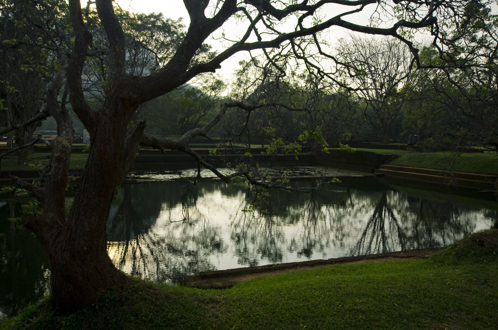 Nikon D5100 sample photo. Tree, haze, lake photography