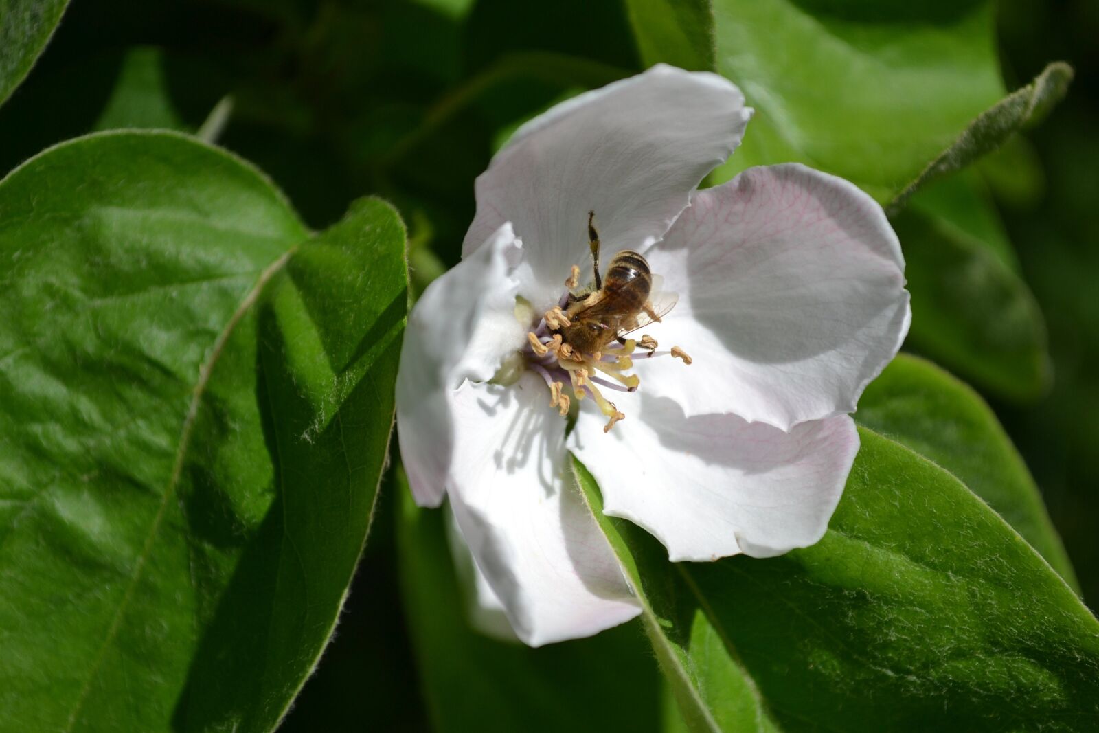 Nikon D3100 sample photo. Bee, flower, quince photography