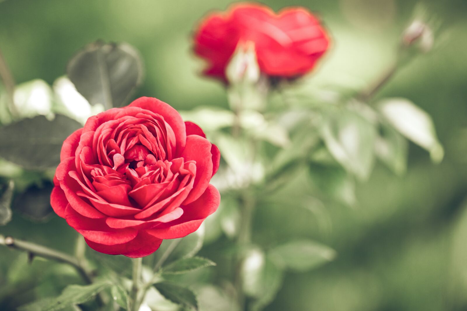 Canon EOS 600D (Rebel EOS T3i / EOS Kiss X5) sample photo. Bloom, roses, love photography