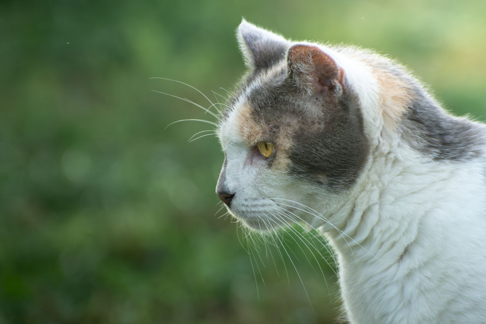 Nikon D7200 sample photo