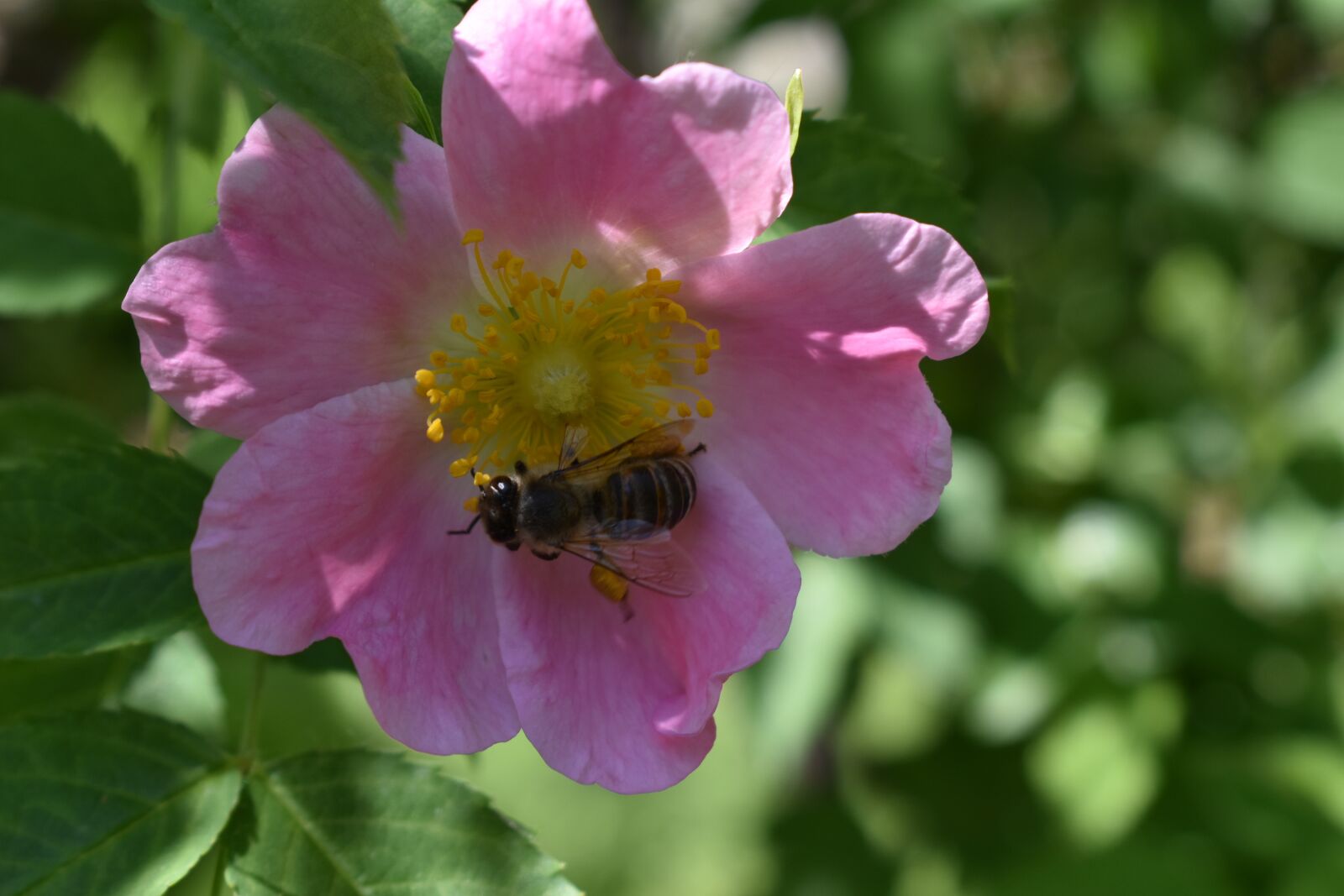 Nikon D5600 sample photo. Pink, flower, dog rose photography