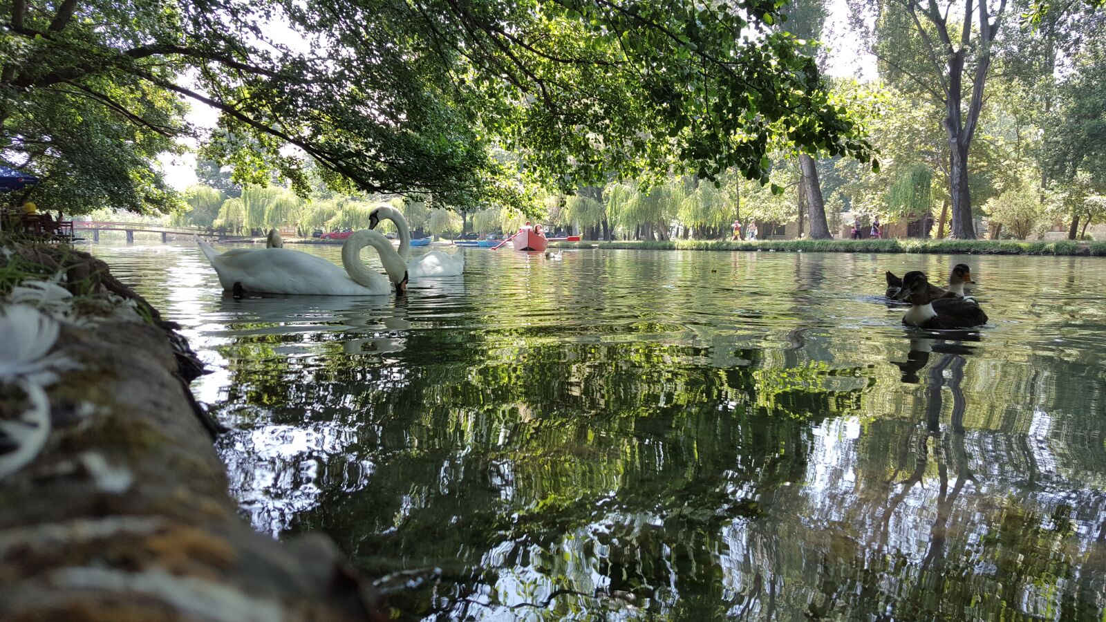Samsung Galaxy Note5 sample photo. Swan, lake, ohrid photography