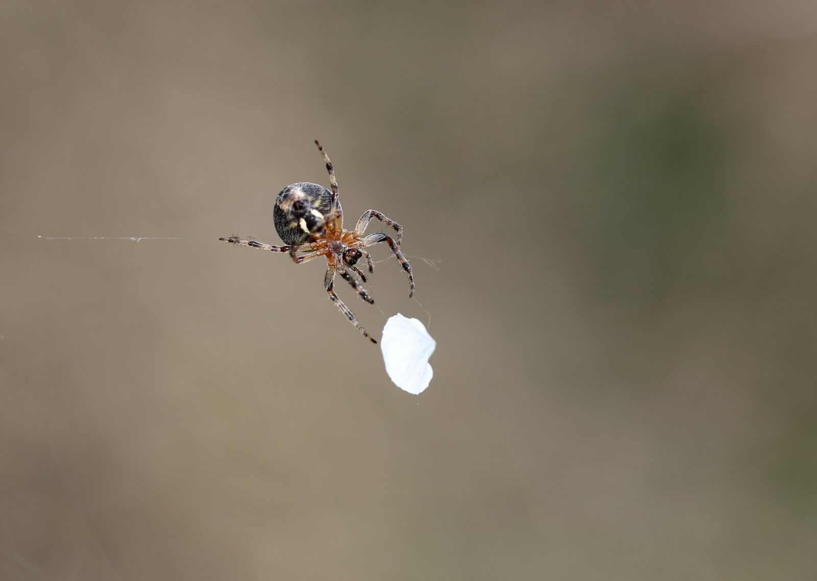 Canon EF-S 60mm F2.8 Macro USM sample photo. Spider, petal, white photography